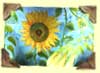 Sonnenblumenfeld 4